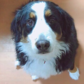 バーニーズ女の子です