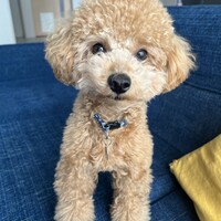 ププ
