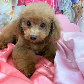 幸せみつかりました！