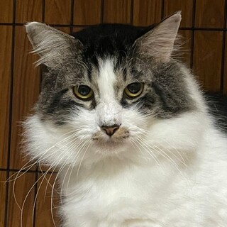 多頭飼育崩壊からのレスキュー☆エビスくん
