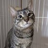多頭飼育崩壊からのレスキュー☆ツクモくん