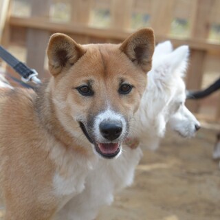 元気な茶芝しのぶ