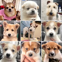 仔犬/成犬の譲渡会 サムネイル1