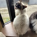 うちのこお願いします♡