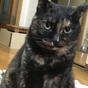みんなありがとう！！ニャンルーチー家は無事です！怖かったぁぁ〜〜