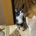 物おじしない、マイペースな女の子です。