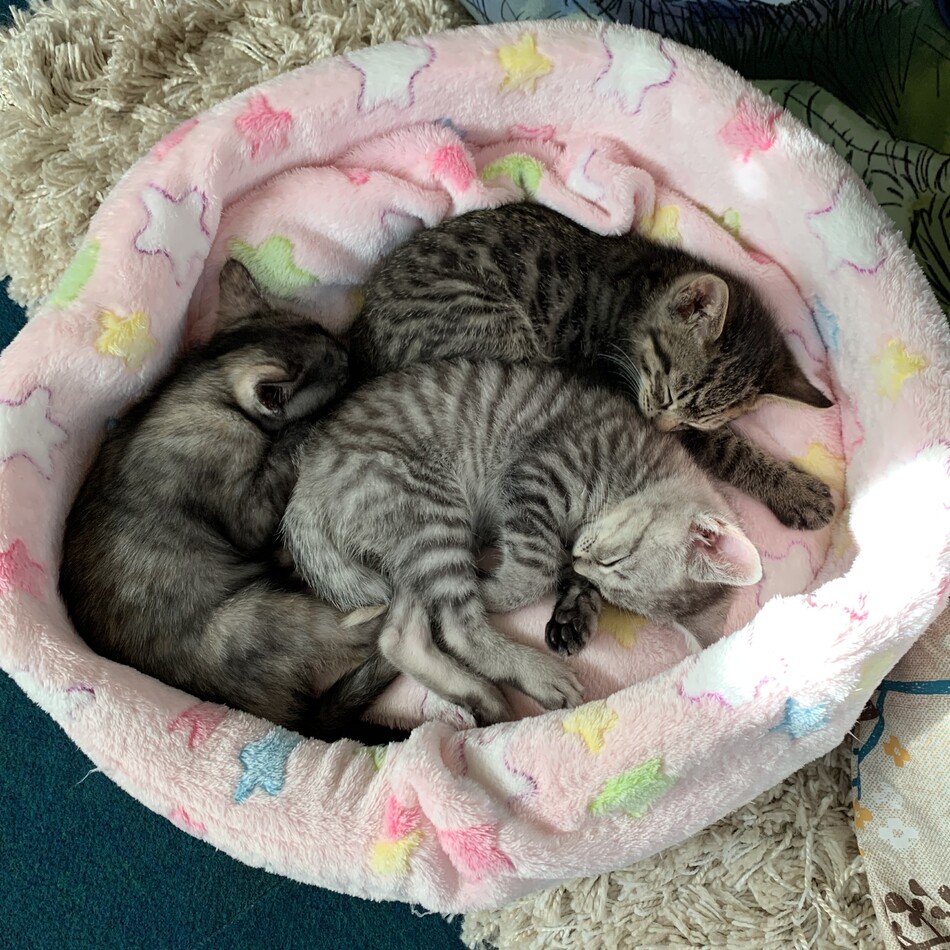 あおのカバー写真
