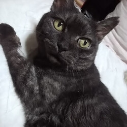 「おたまのワクチン」サムネイル1