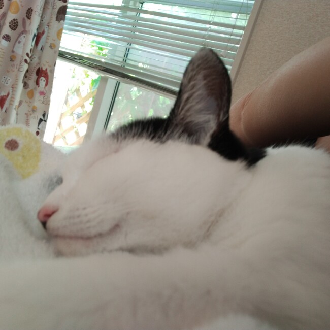 ゆみ&カメのカバー写真