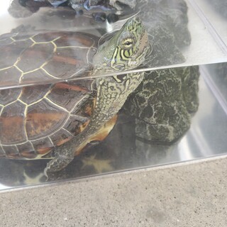 可愛くて元気なクサガメです