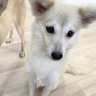 可愛い❤︎りんちゃん