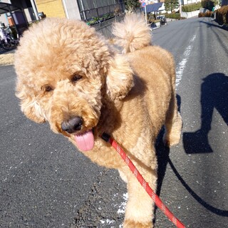 スタンダードプードル3才男の子⭐️ナイア君