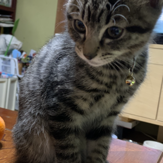 里親さんが決まりました。