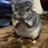 いっちはいぼいす