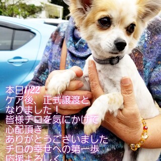 チワワ　オス　2歳