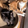 の写真