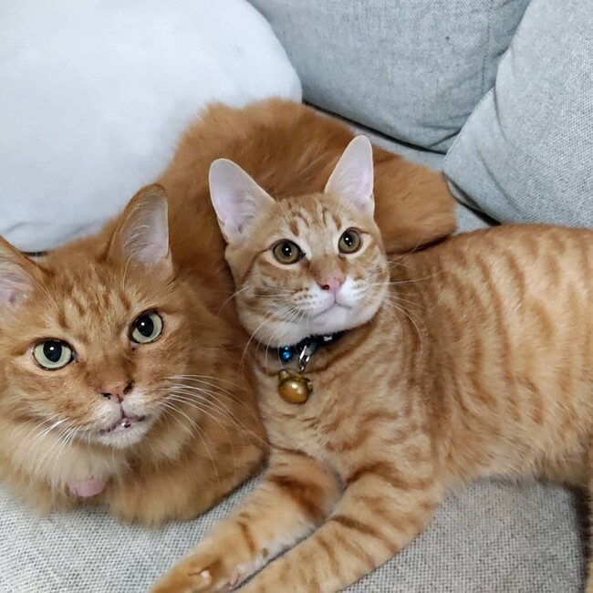 つばきだんごのカバー写真