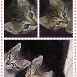 野良猫の子猫2匹の保護依頼