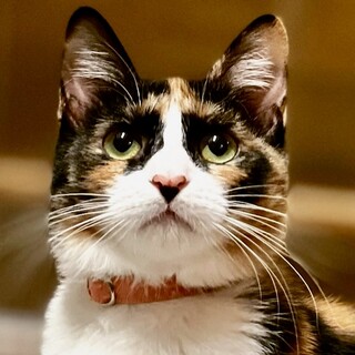 かまど♡家族ができました