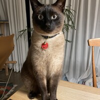 きなこ