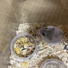ジャンガリアンハムスターの赤ちゃん サムネイル3