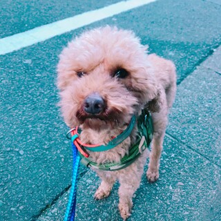 甘えん坊トイプードル♂