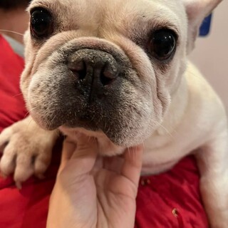 フレブル♬ひばりちゃん♪里親絶賛募集中！