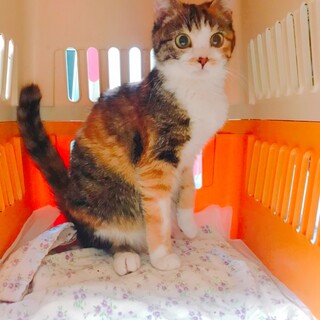 11/23・27保護ねこ譲渡会出陣！