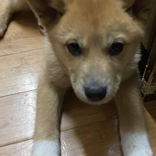 可愛い5兄妹李ちゃんの優しいお家を探しています