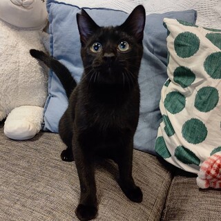 【募集一時停止】元気いっぱい『くろみつくん』