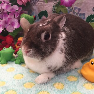 マロン♀撫でられるのが好きです