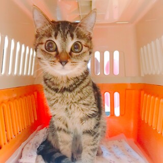 あざと可愛い女の子