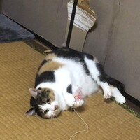 すず