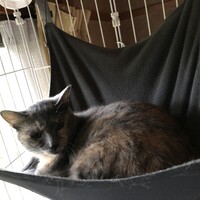 さびえ