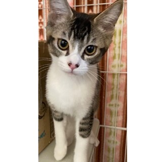 甘えっ子、わっくん