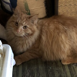 長毛茶トラ、1歳の与一。