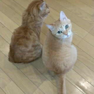 茶美ちゃん5歳　家族ができました。