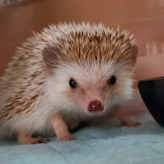 ハリネズミ♂