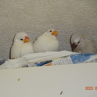 文鳥幼鳥の里親募集
