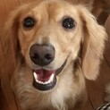 ミニチュアダックス 4歳 男の子★