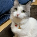 ノルウェーのキョンちゃん♡甘えん坊です