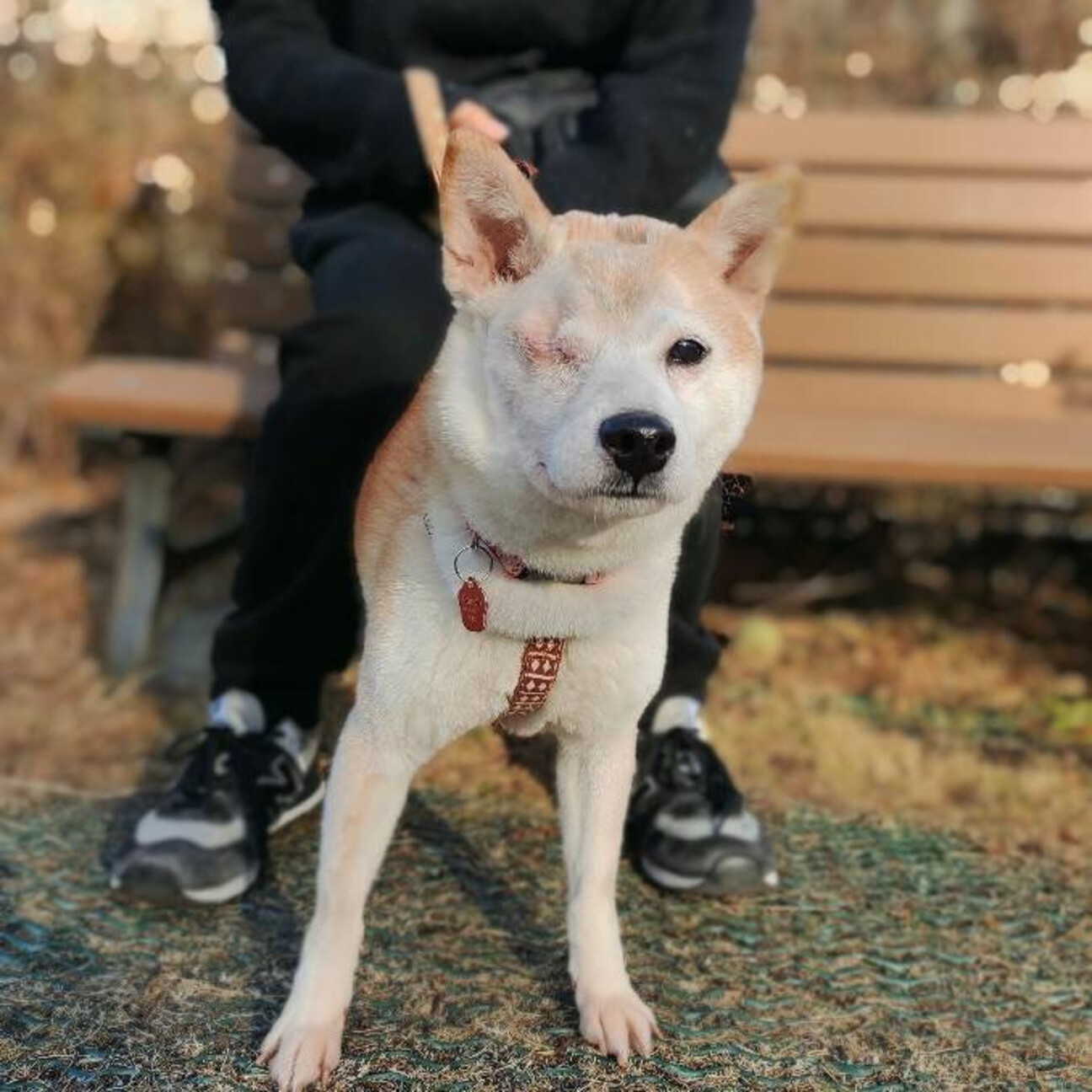 人が好き 柴女子のはっさ 神奈川県 犬の里親募集 ペットのおうち 月間利用者150万人