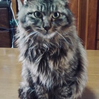 長毛雑種　リオ君