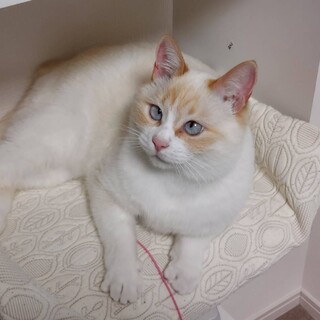 寄り目が可愛いちょっとシャイな女の子