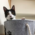 ぽくあさひ☀️家族がほしいにゃー