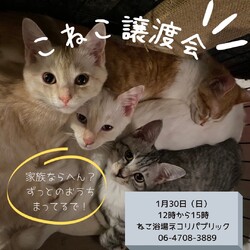 【【こねこ譲渡会】】  
