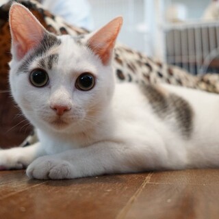 【カルピス】募集を終了しました。