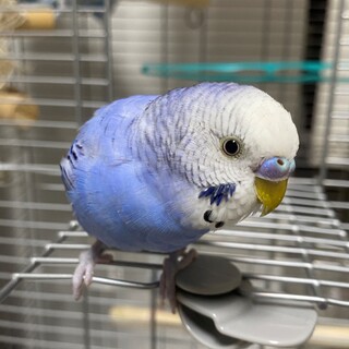 セキセイインコ里親募集★