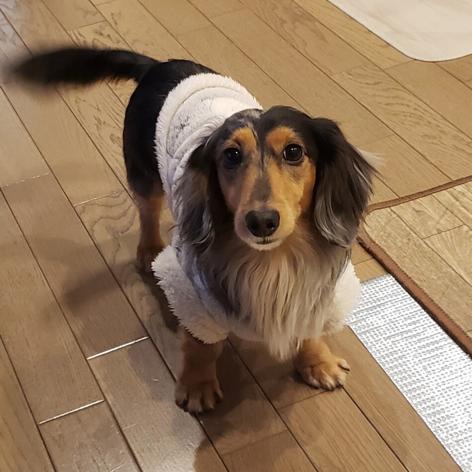 堀　ロアのカバー写真