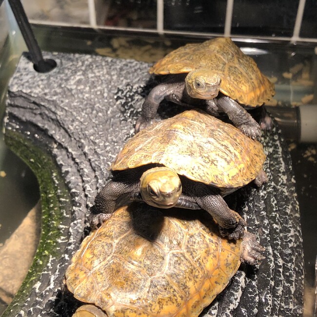 443315のカバー写真